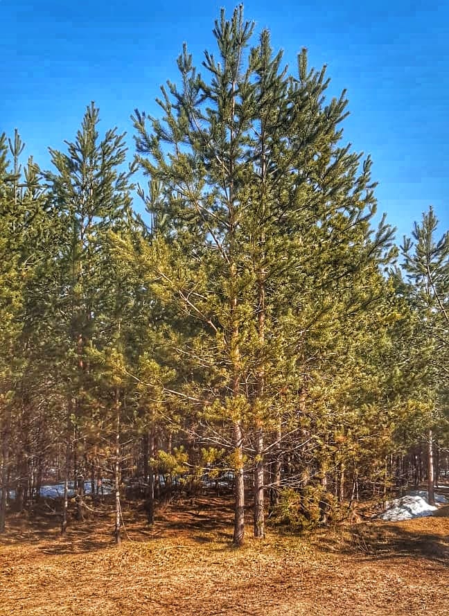 Квартира посуточно